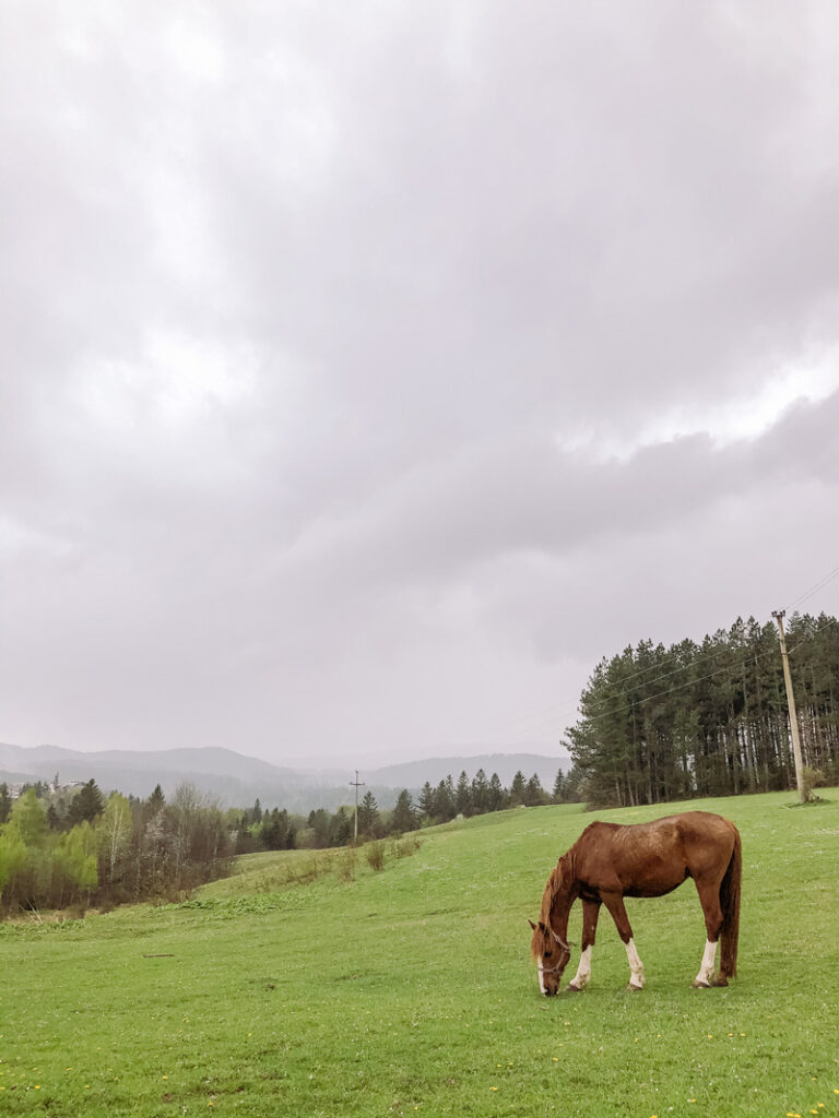 Horse on Tara National Park in Summer.