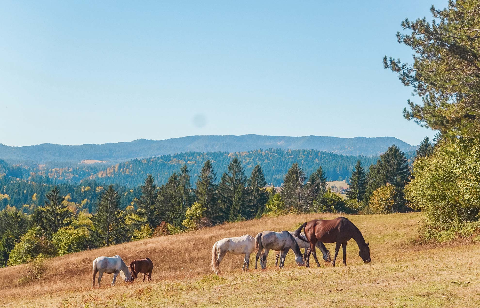 Horses on Tara National Park.